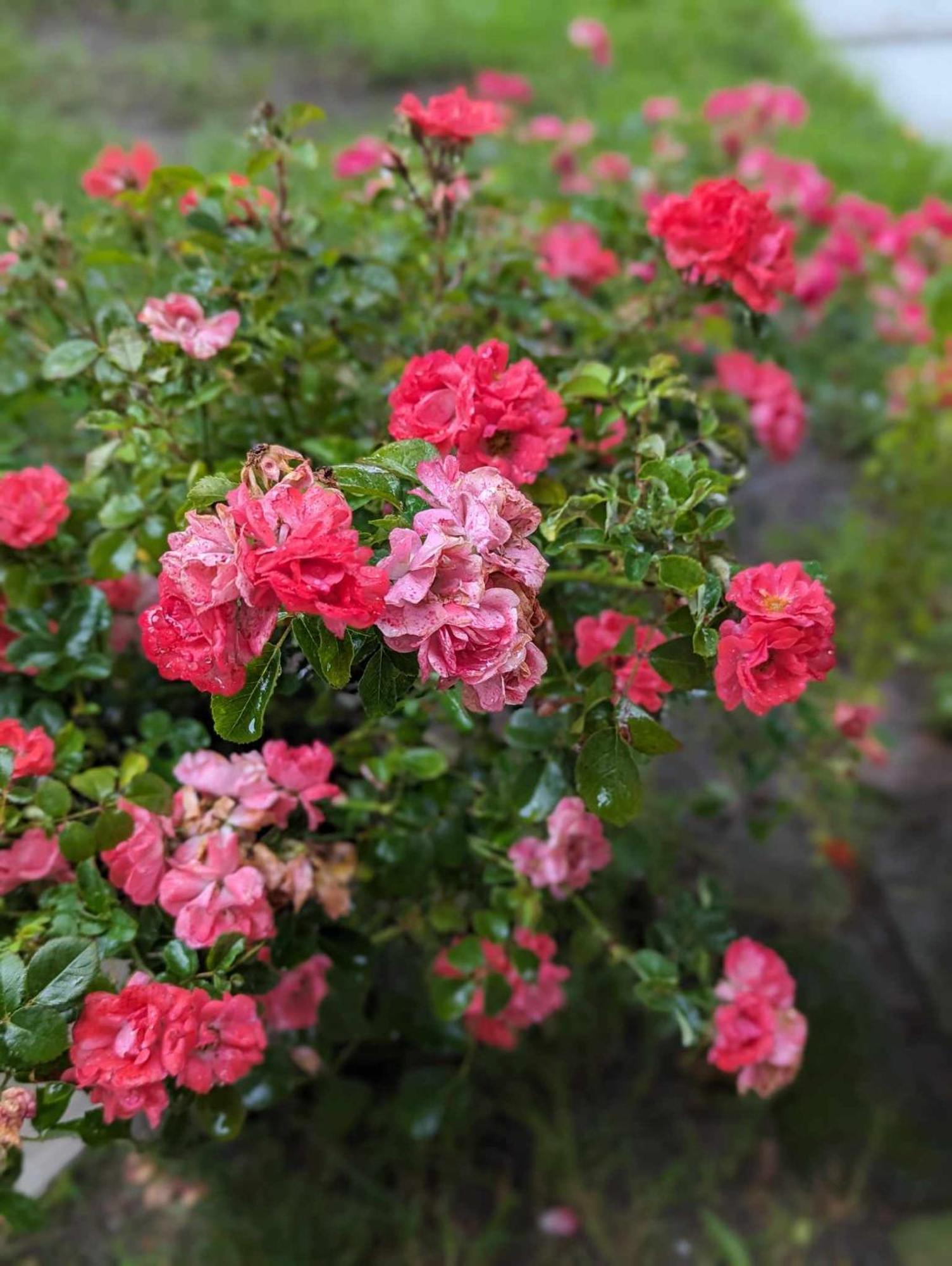 The Vistula Rose B & B トレド エクステリア 写真